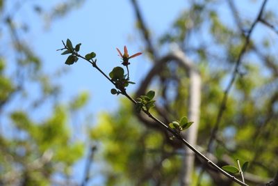 Stigmaphyllon selerianum, photographed by Neptalí Ramírez Marcial