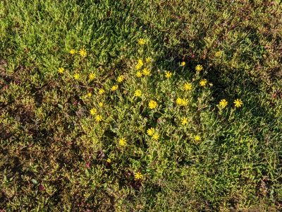 Blennosperma nanum, photographed by joergmlpts