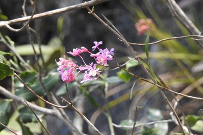 Epidendrum myrianthum, photographed by Neptalí Ramírez Marcial