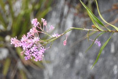 Epidendrum myrianthum, photographed by Neptalí Ramírez Marcial