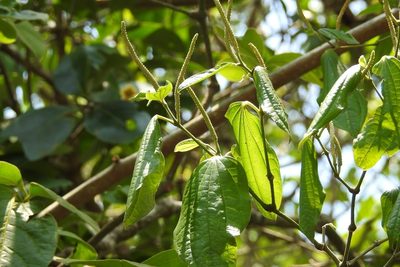 Piper jacquemontianum, photographed by Neptalí Ramírez Marcial
