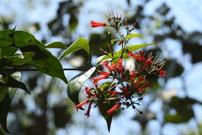Russelia contrerasii, photographed by Neptalí Ramírez Marcial