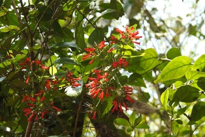 Russelia contrerasii, photographed by Neptalí Ramírez Marcial