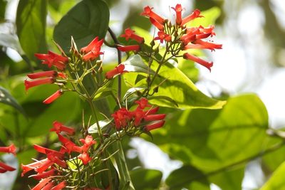 Russelia contrerasii, photographed by Neptalí Ramírez Marcial