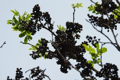 Zanthoxylum quassiifolium, photographed by Neptalí Ramírez Marcial