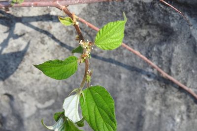 Pouzolzia occidentalis, photographed by Neptalí Ramírez Marcial