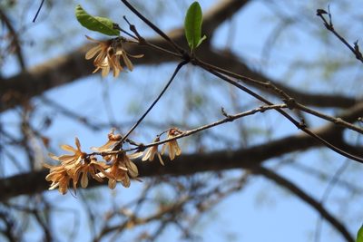 Petrea asperifolia, photographed by Neptalí Ramírez Marcial