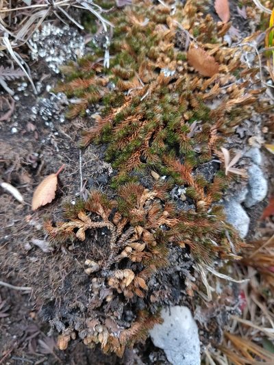 Selaginella standleyi, photographed by Julia Carr