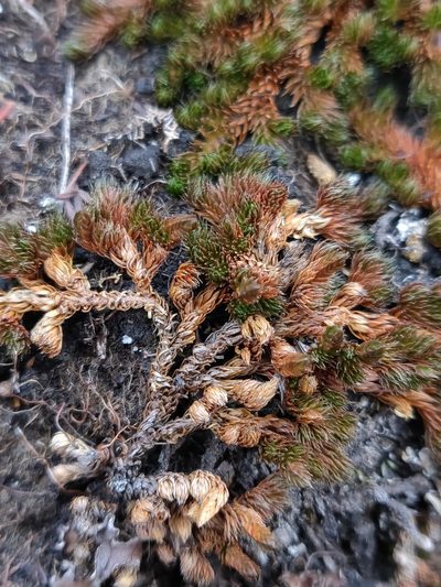 Selaginella standleyi, photographed by Julia Carr