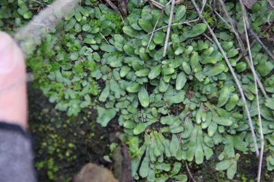 Targionia hypophylla, photographed by Millie Basden
