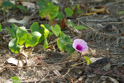 Ipomoea abrupta, photographed by lallen