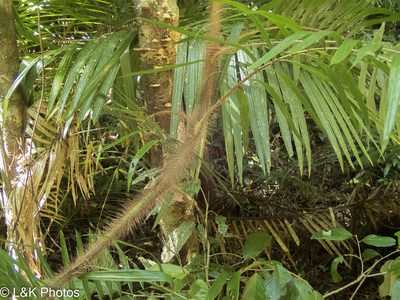 Calamus australis, photographed by lallen