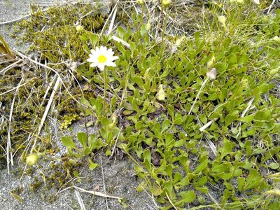 Celmisia glandulosa, photographed by John Barkla