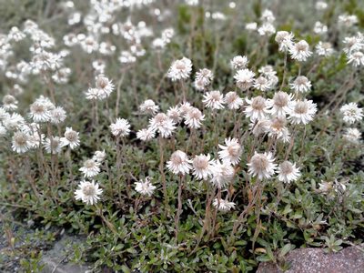 Anaphalioides bellidioides, photographed by John Barkla