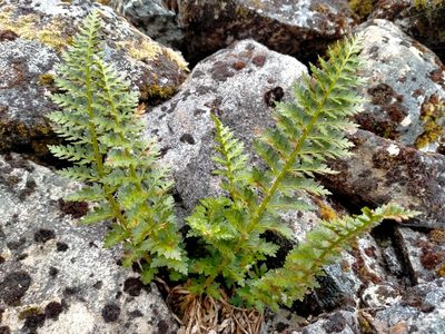 Polystichum cystostegia, photographed by John Barkla