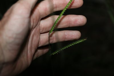 Urochloa eminii, photographed by Greg Tasney