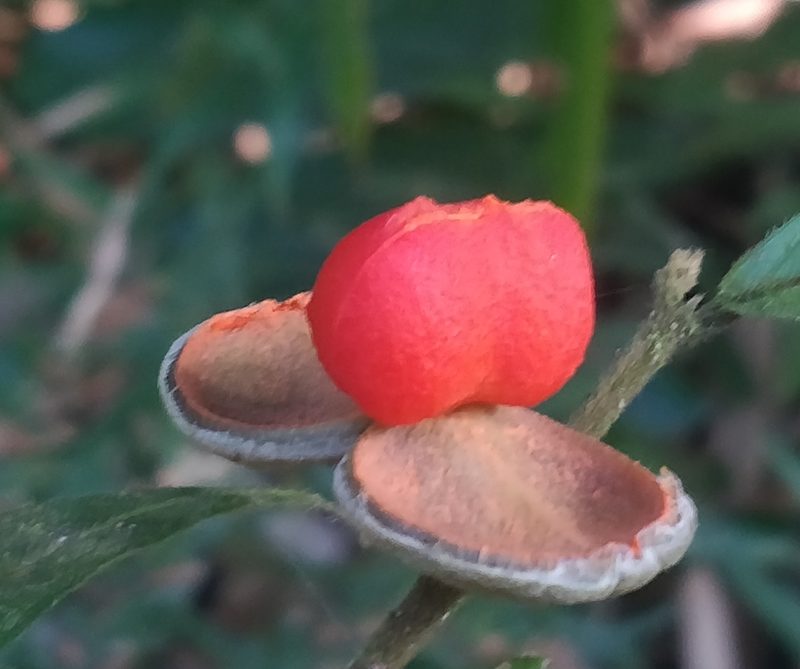 Dichapetalum gelonioides, photographed by Harsha Jayaramaiah