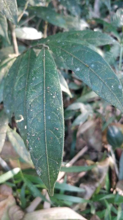 Dichapetalum gelonioides, photographed by Harsha Jayaramaiah