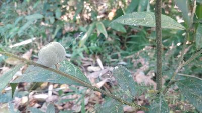Dichapetalum gelonioides, photographed by Harsha Jayaramaiah