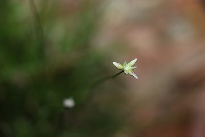 Laxmannia gracilis, photographed by Greg Tasney