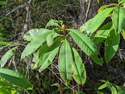 Rhododendron macrophyllum, photographed by John A Haskins
