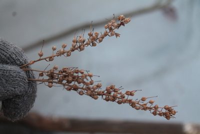 Clethra alnifolia, photographed by Violet T.