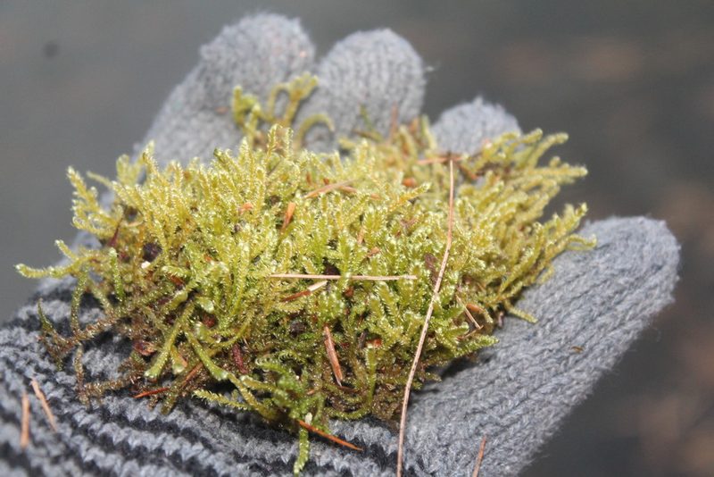 Calliergonella lindbergii, photographed by Violet T.
