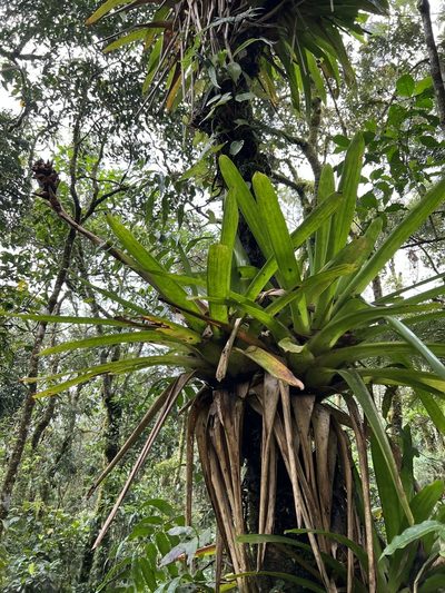 Guzmania mitis, photographed by Nicolás Baresch Uribe