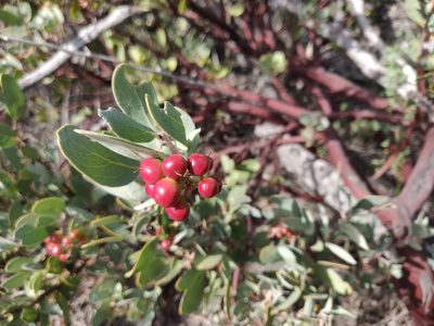 Arctostaphylos silvicola, photographed by Alexander Wentworth