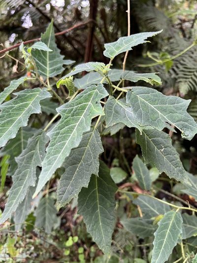 Nasa campaniflora, photographed by Nicolás Baresch Uribe