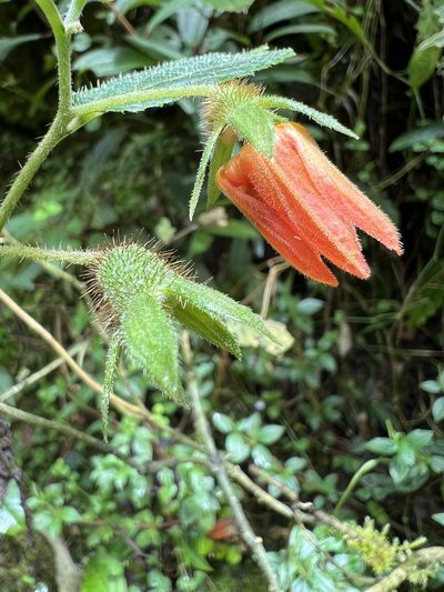 Nasa campaniflora, photographed by Nicolás Baresch Uribe