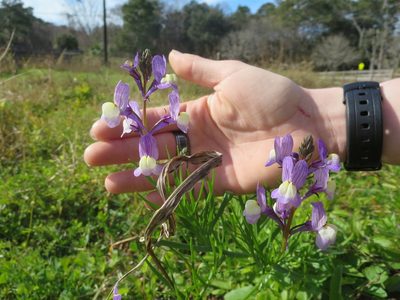 Linaria maroccana, photographed by Nonbinary-Naturalist