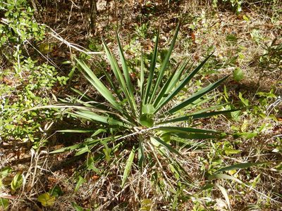 Yucca aloifolia, photographed by Ryan Watson