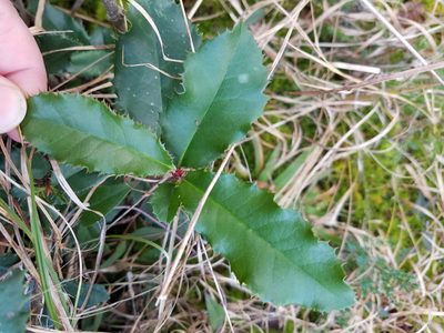 Photinia serratifolia, photographed by Leila Dasher