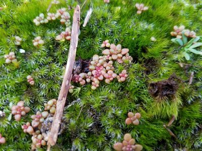 Sedum smallii, photographed by Leila Dasher