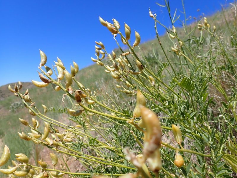 Astragalus adanus, photographed by Matt Lavin