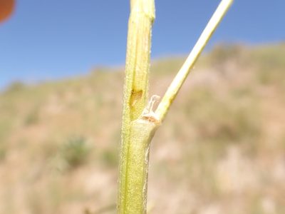 Astragalus adanus, photographed by Matt Lavin