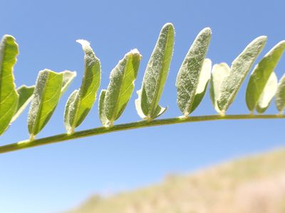 Astragalus adanus, photographed by Matt Lavin