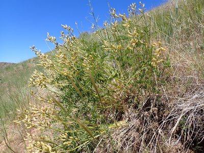Astragalus adanus, photographed by Matt Lavin