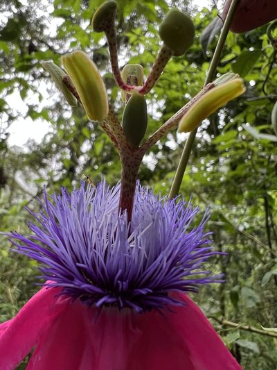 Passiflora longipes, photographed by Nicolás Baresch Uribe