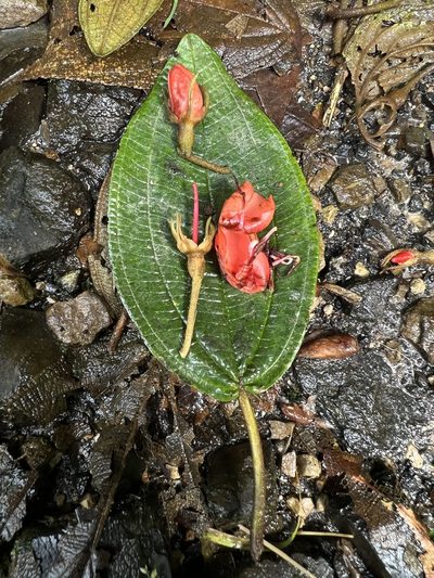 Meriania colombiana, photographed by Nicolás Baresch Uribe