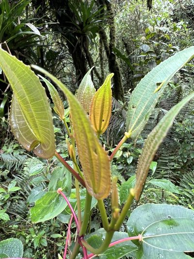 Axinaea scutigera, photographed by Nicolás Baresch Uribe