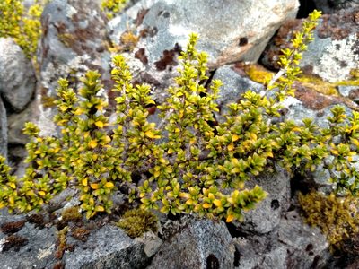 Coprosma fowerakeri, photographed by John Barkla