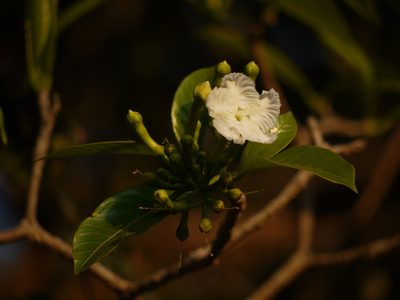 Tabernaemontana alternifolia, photographed by Dinesh Valke