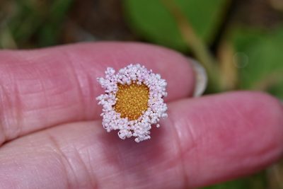 Erigeron procumbens, photographed by Michelle W. （鍾偉瑋）
