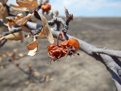 Peraphyllum ramosissimum, photographed by Matt Lavin
