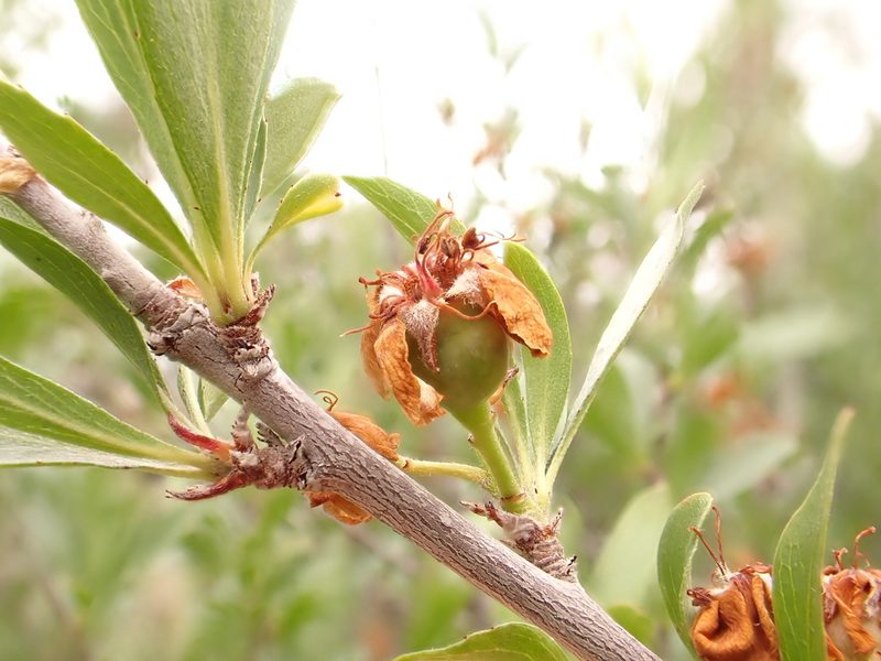 Peraphyllum ramosissimum, photographed by Matt Lavin