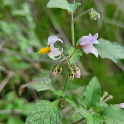 Solanum douglasii, photographed by Dan Horowitz