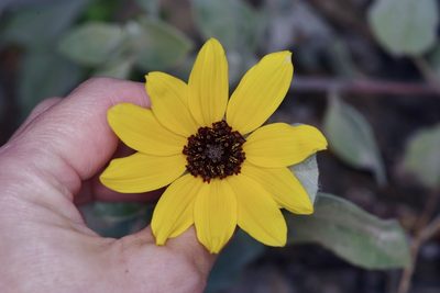 Helianthus argophyllus, photographed by Michelle W. （鍾偉瑋）