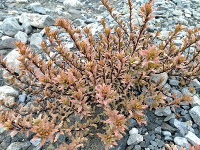 Epilobium melanocaulon, photographed by John Barkla